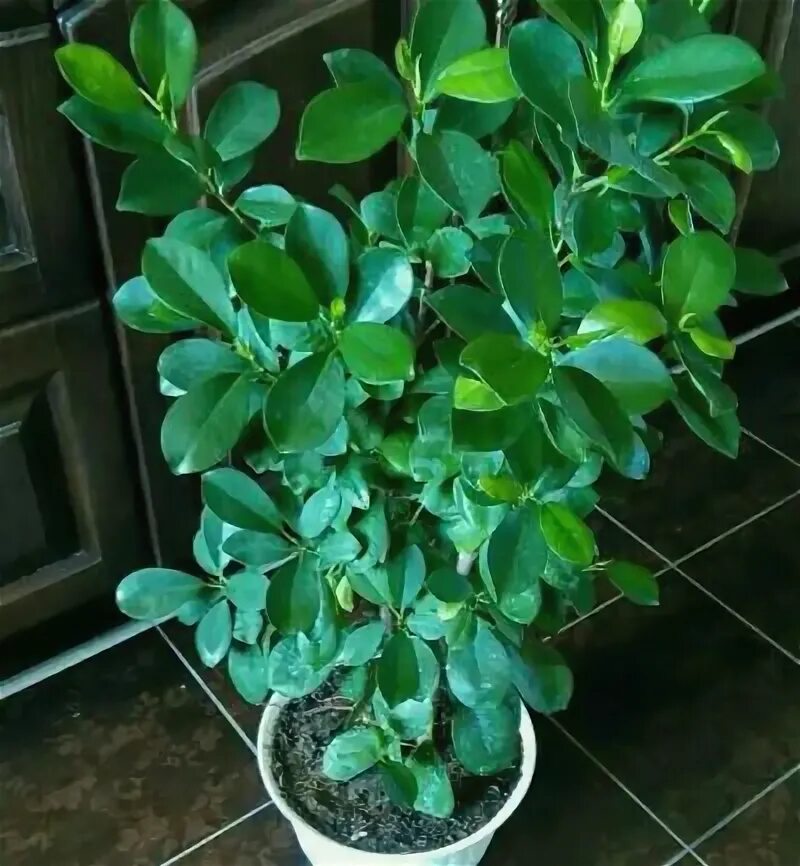 Ficus microcarpa Moclame (bought at IKEA store)