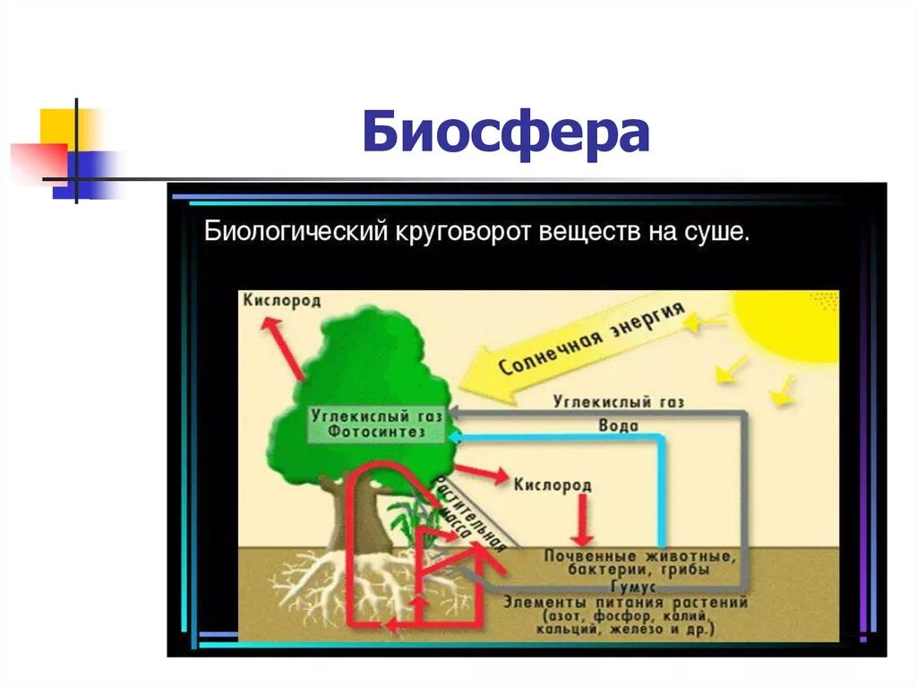 Какую роль в природе играют биологический круговорот. Малый биологическмйкруговорот веществ в биосфере. Биологический круговорот в биосфере. Схема биологического круговорота 7 класс. Схема биологического круговорота география.