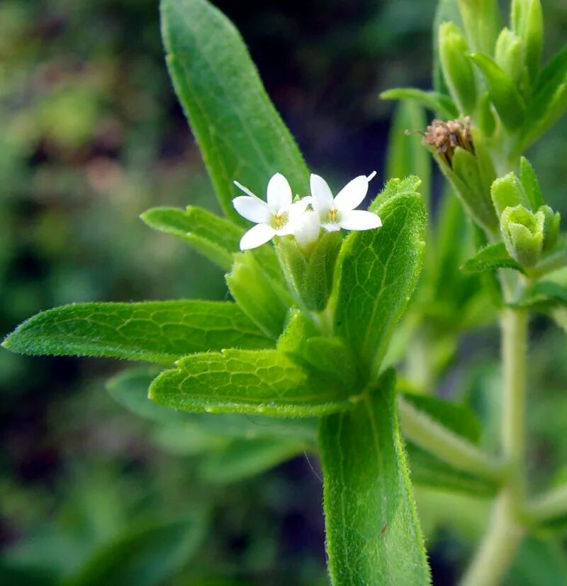 Stevia rebaudiana. Стевия растение. Стевия медовая растение. Стевия медовая травка.