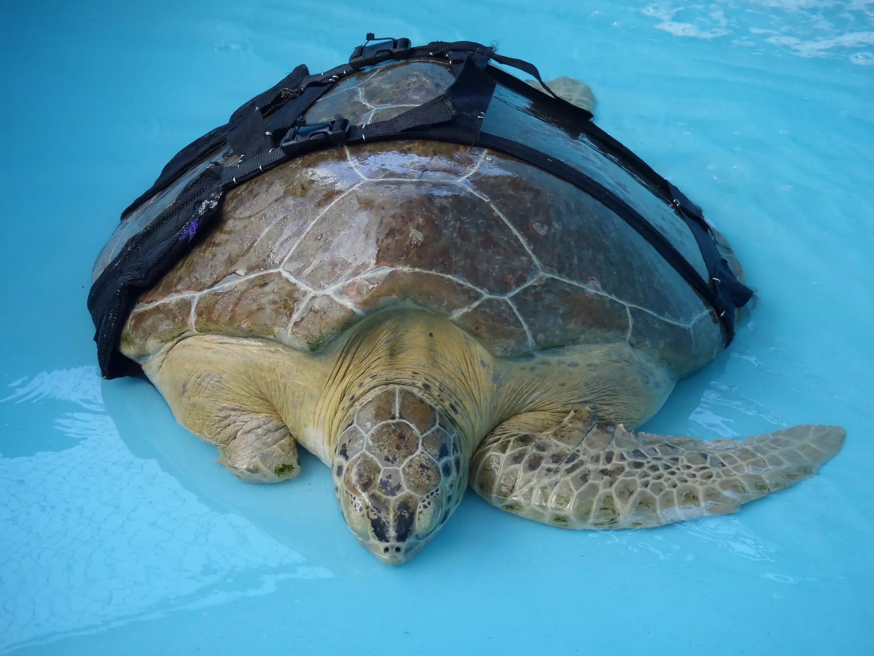 Страховка для путешествий черепаха. Панцирь морской черепахи. FUNWATER морская черепаха. Морская черепаха без панциря. Голова морской черепахи.