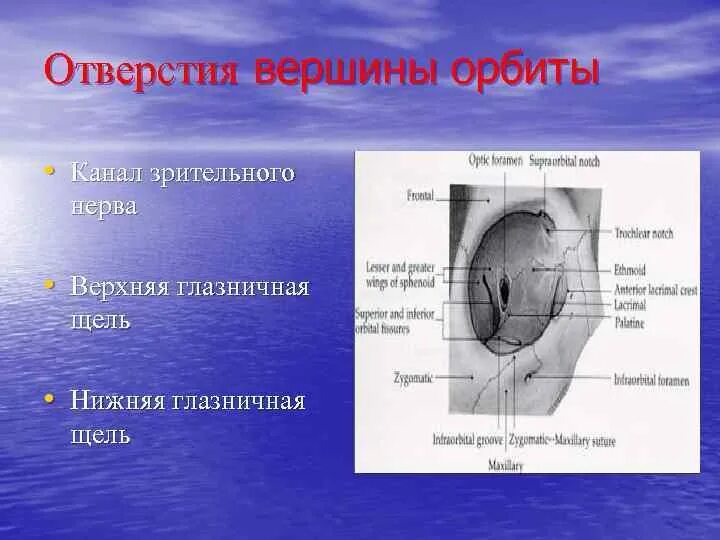 Отверстие зрительного канала. Основные отверстия орбиты. Отверстие зрительного нерва. Зрительный канал анатомия. Основное отверстие имеет