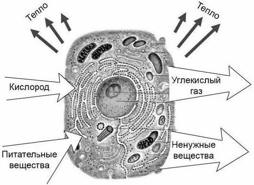 Какое общее свойство живых систем иллюстрирует впр