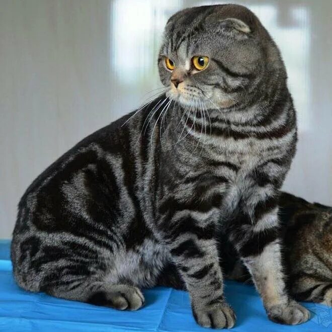 мраморный шотландский кот. скоттиш-фолд шотландская вислоухая. мраморный шотландский кот. шотландская вислоухая кошка мраморная. мраморный шотландский кот.