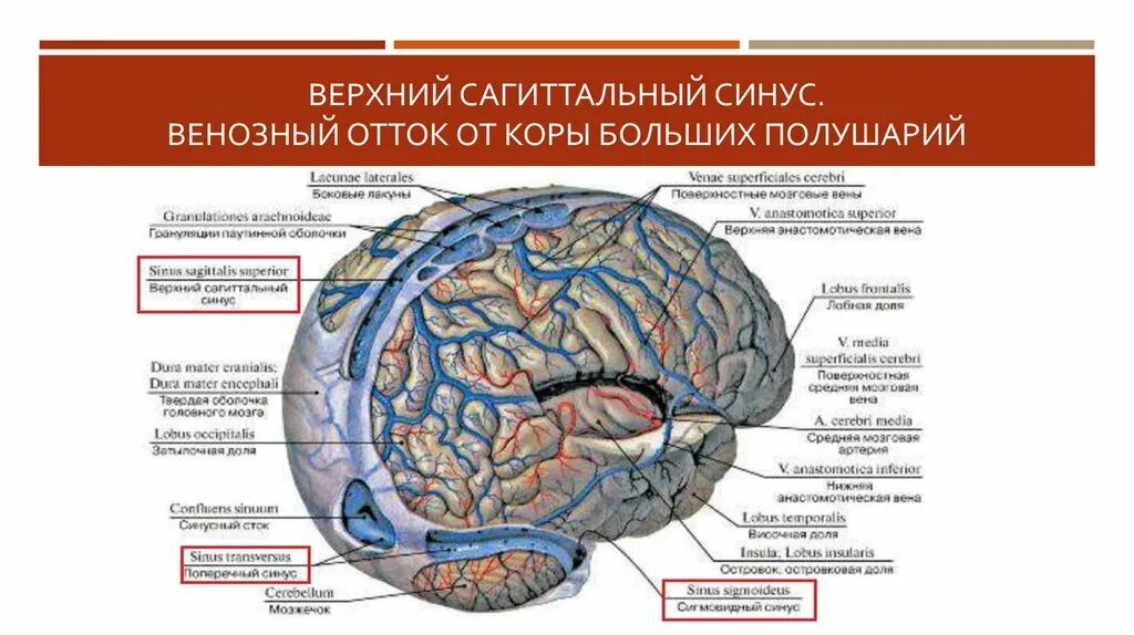 Как улучшить отток из головы. Верхний сагиттальный синус. сагиттальный венозный синус. отток крови от головного мозга (венозные синусы).