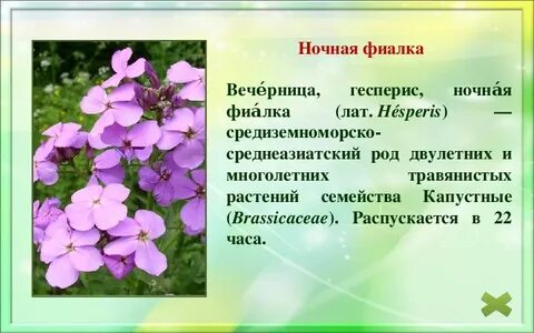 Названия ночных цветов