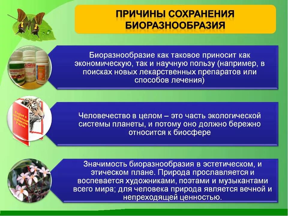 Сохраним видовое разнообразие. Почему важно сохранить большое разнообразие. Принципы сохранения биоразнообразия. Почему важно сохранить большое разнообразие. Проблемы культуры.