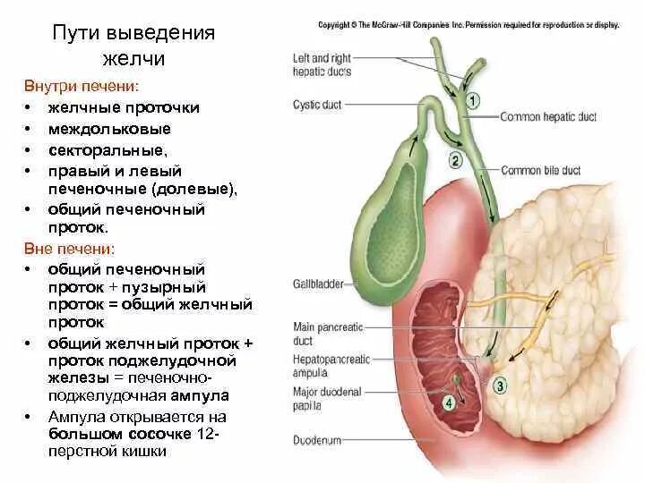 Пути выведения желчи схема. Схему путей оттока желчи от печени. Схема оттока желчи анатомия. Желчный пузырь и пути выведения желчи.