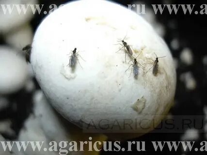 Грибная муха