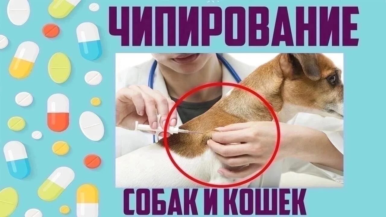 Чипирование это. Чипирование животных. чипирование собак. чипирование кошек.