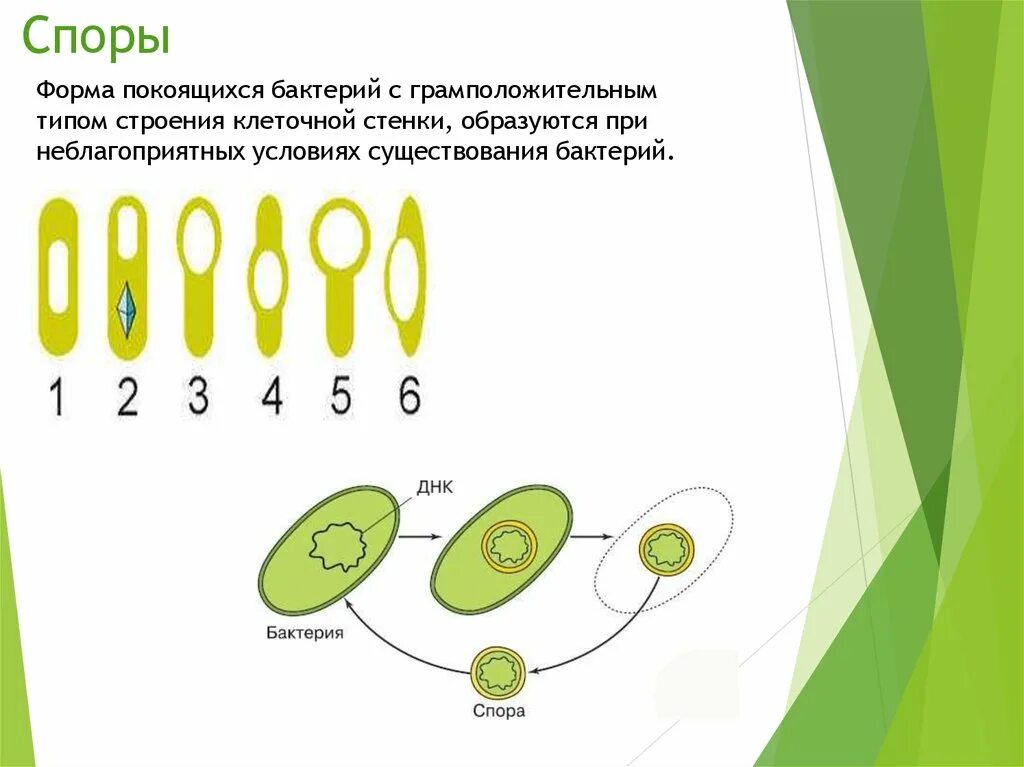 Спора особая клетка. Спорообразование бактериальной клетки. Образование спор у бактерий 5 класс биология. Споры бактерий 5 класс. Образование спор у бактерий 5 класс.