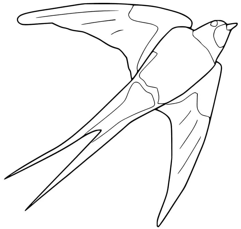 Шаблон ласточки для аппликации. Перелетные птицы раскраска Ласточка. Ласточка раскраска для детей. Раскраска птицы Ласточка. Стриж раскраска.