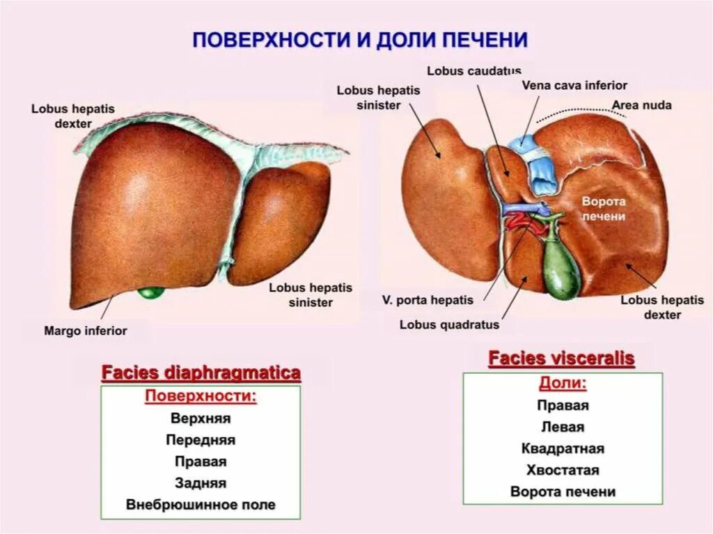 Строение печени вид снизу. Строение печени доли. Доли поверхности и края печени. Строение печени анатомия доли. Строение печени края.