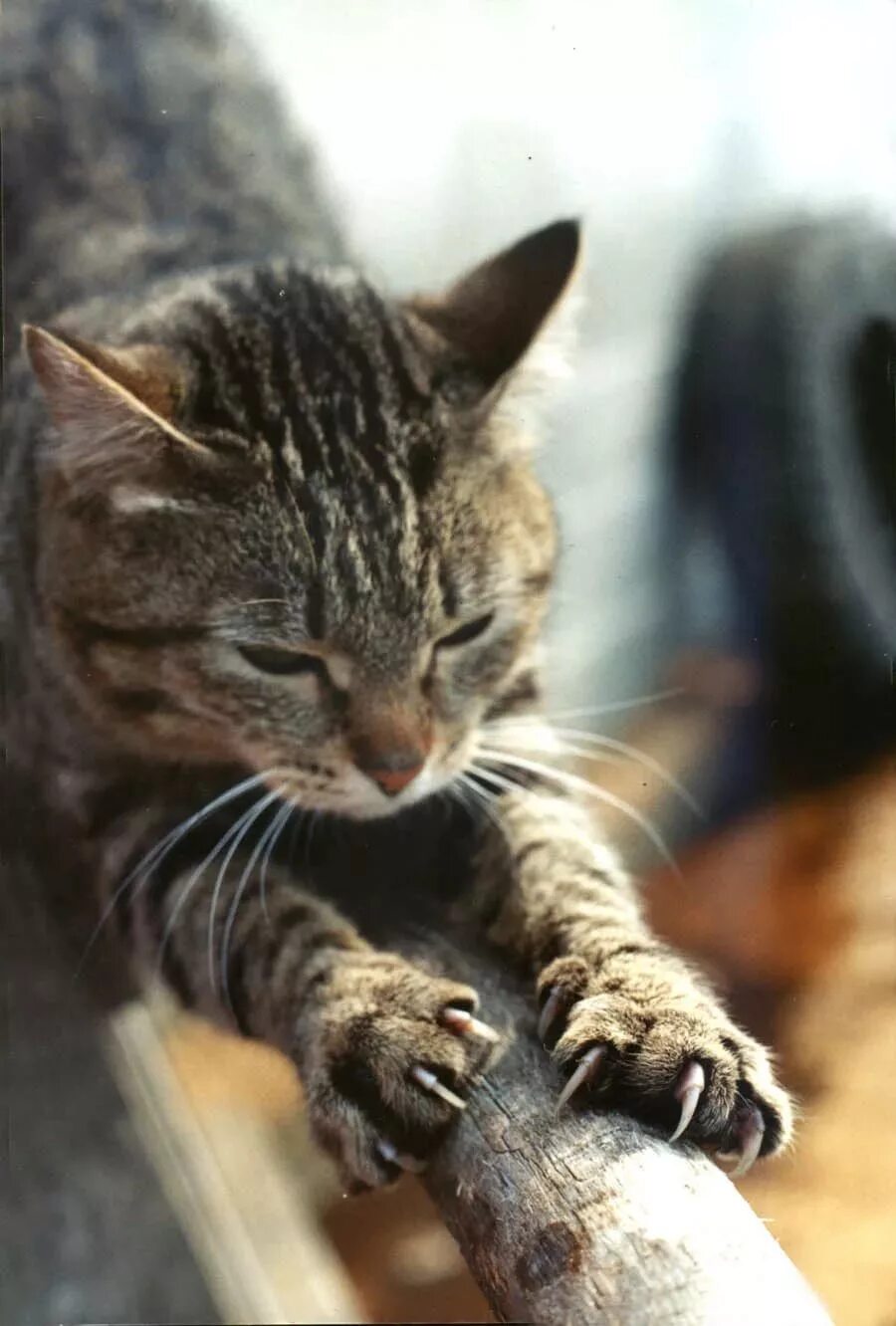 Когти кошки. Кошачий коготь. Котик с когтями. Кошачьи ногти. Кошачья лапка с когтями.