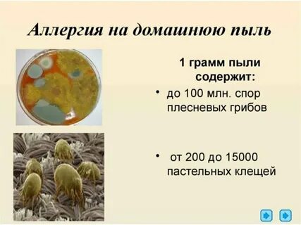Аллерген домашней пыли