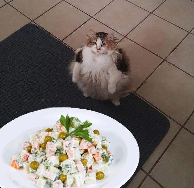 Loops cat. Loops мем. всратыши котики. котенок всратыш. всратыш мем кот.