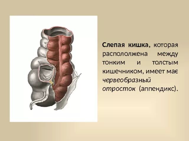 Слепая кишка развитие. Купол слепой кишки строение. Слепая кишка анатомия человека. Пищеварительная система слепая кишка. Строение и функции слепой кишки.