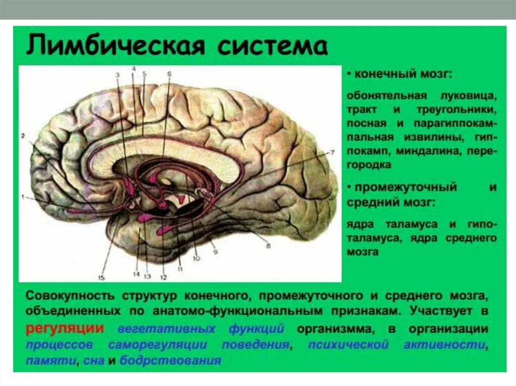 Лимбическая система головного мозга анатомия. Лимбическая система в мозге человека анатомия.