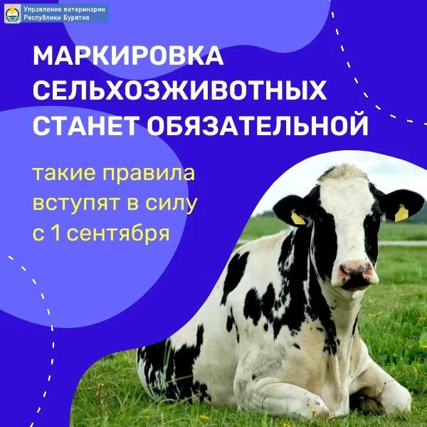 Маркирование и учет животных. Учет и маркирование животных. обязательная идентификация животных.