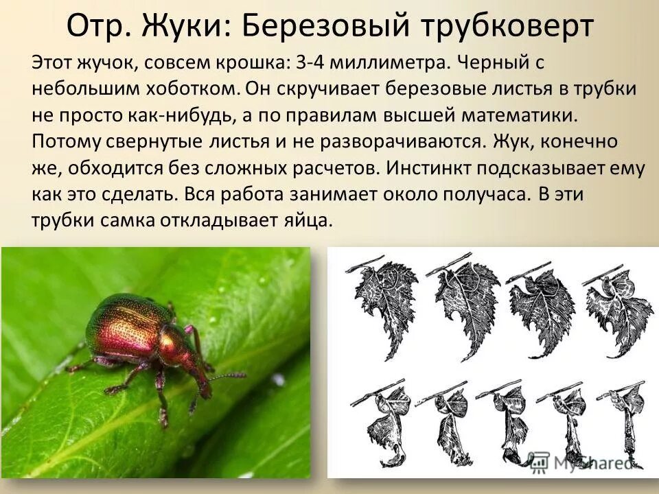 Жук математик. Жук математик. Математика с жуками. Жук трубковёрт виноградный. Жук трубковерт ореховый.