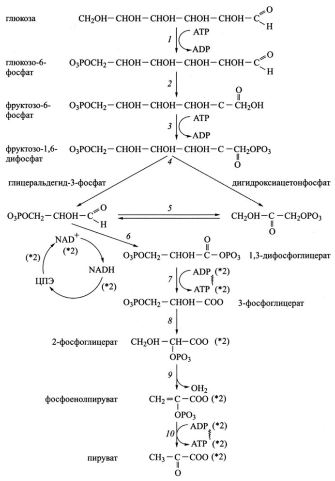 Реакция окисления гликолиза. Аэробный и анаэробный гликолиз биохимия. Глюкоза схема биохимия. Аэробный гликолиз схема. Аэробный гликолиз биохимия схема.