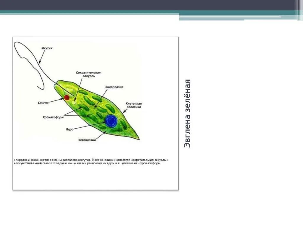 Какой органоид у эвглены зеленой. Органоиды эвглены зеленой. Эвглена зеленая основные органоиды. Основные органеллы эвглены зеленой. Органоиды питания эвглены зеленой.