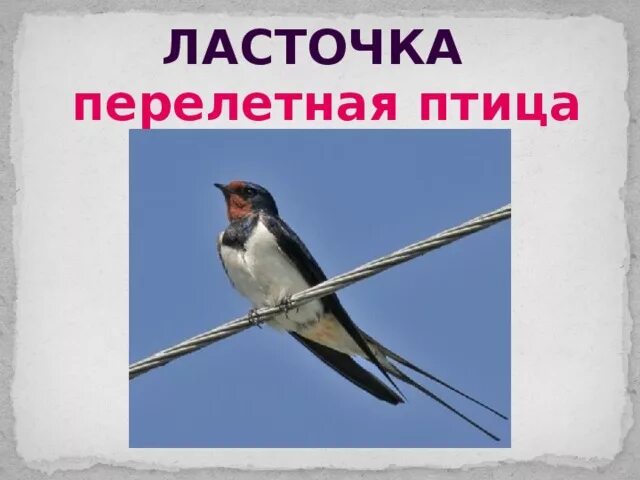 Текст про ласточку. Ласточка перелеьна япоица?. Ласточка переле ная птица. Перелетные птитцыласточка. Перелетные птицы Ласточк.