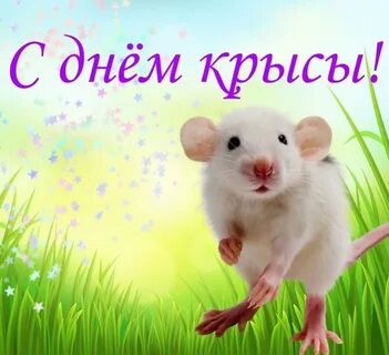 День крысы картинки прикольные с надписями
