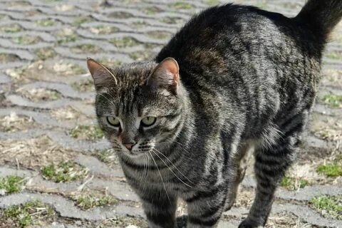 Самые простые коты