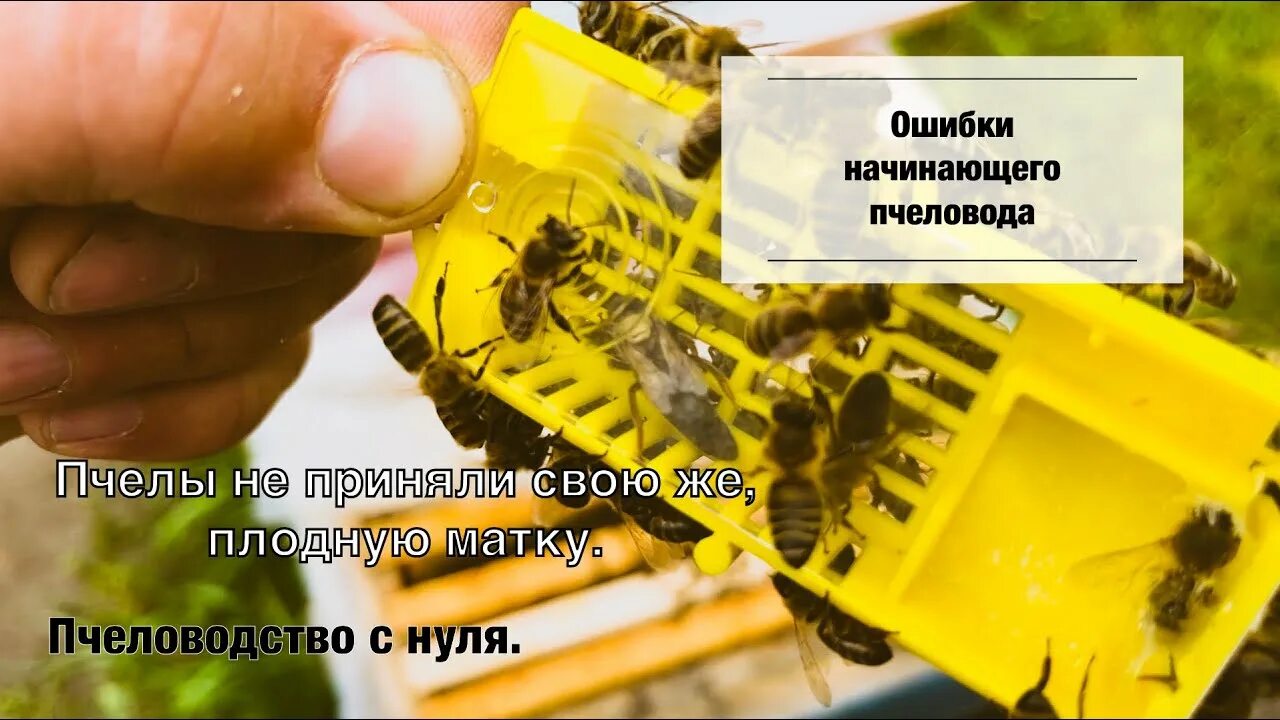 Пчелы не принимают матку что делать. Пчелы принимают матку в клеточке. правильные пчелы.