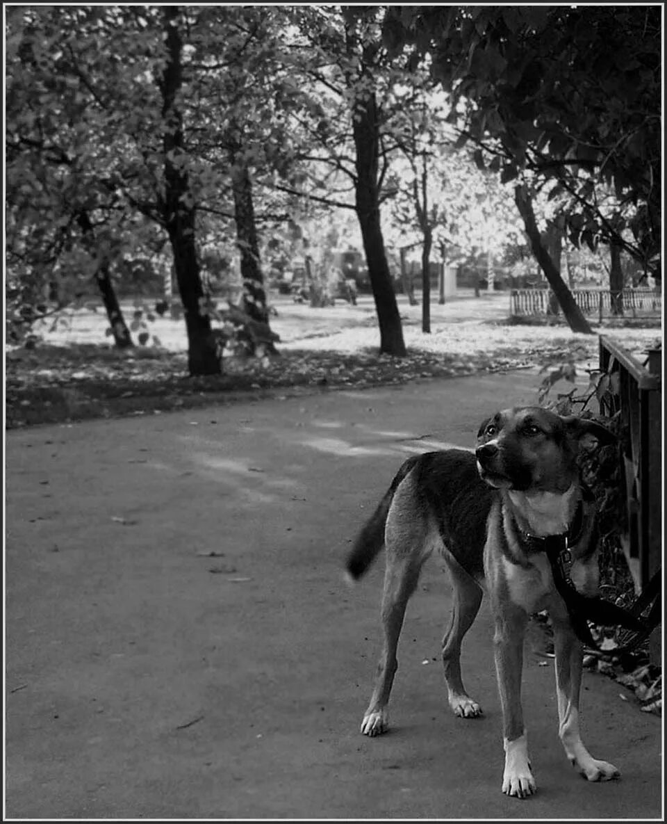 Мне припомнилась нынче собака. Стих есенина сукин сын. Мне припомнилась нынче собака. Мне припомнилась нынче собака. Снова выплыли годы из мрака и шумят как ромашковый луг.