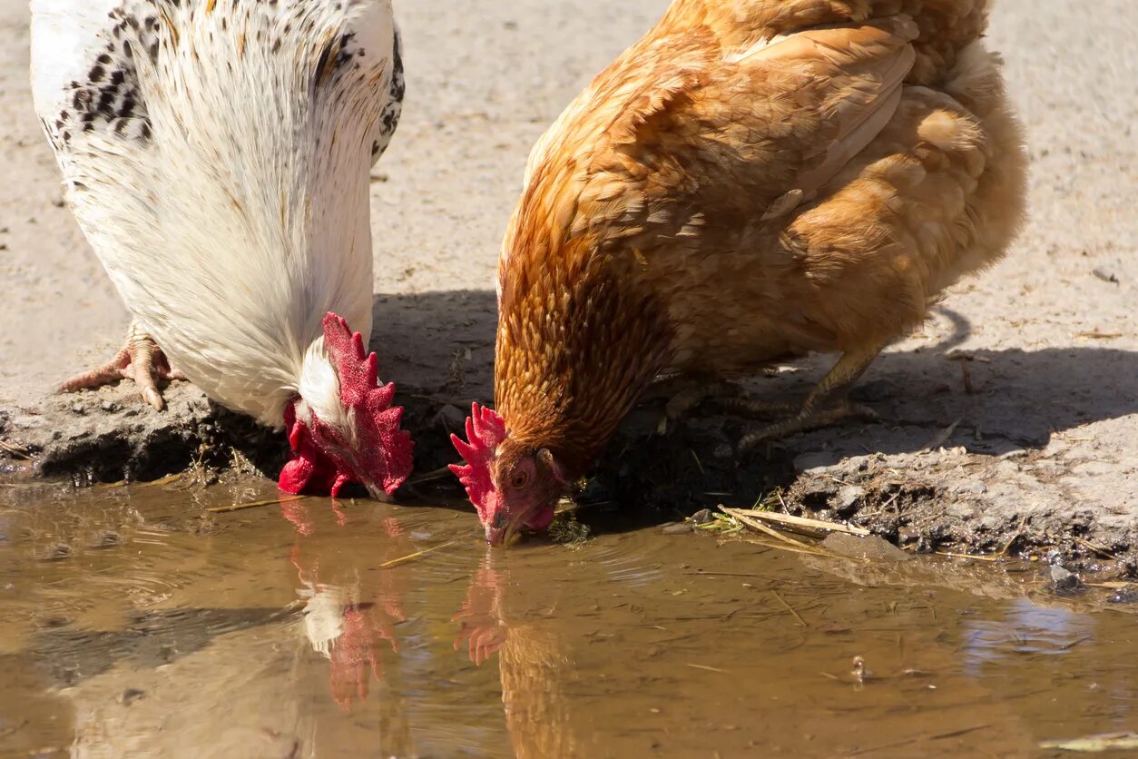Курица пьет воду. Курочка водички напьется. Курица напилась воды. Курочке воды напиться. Курочка пьет воду.