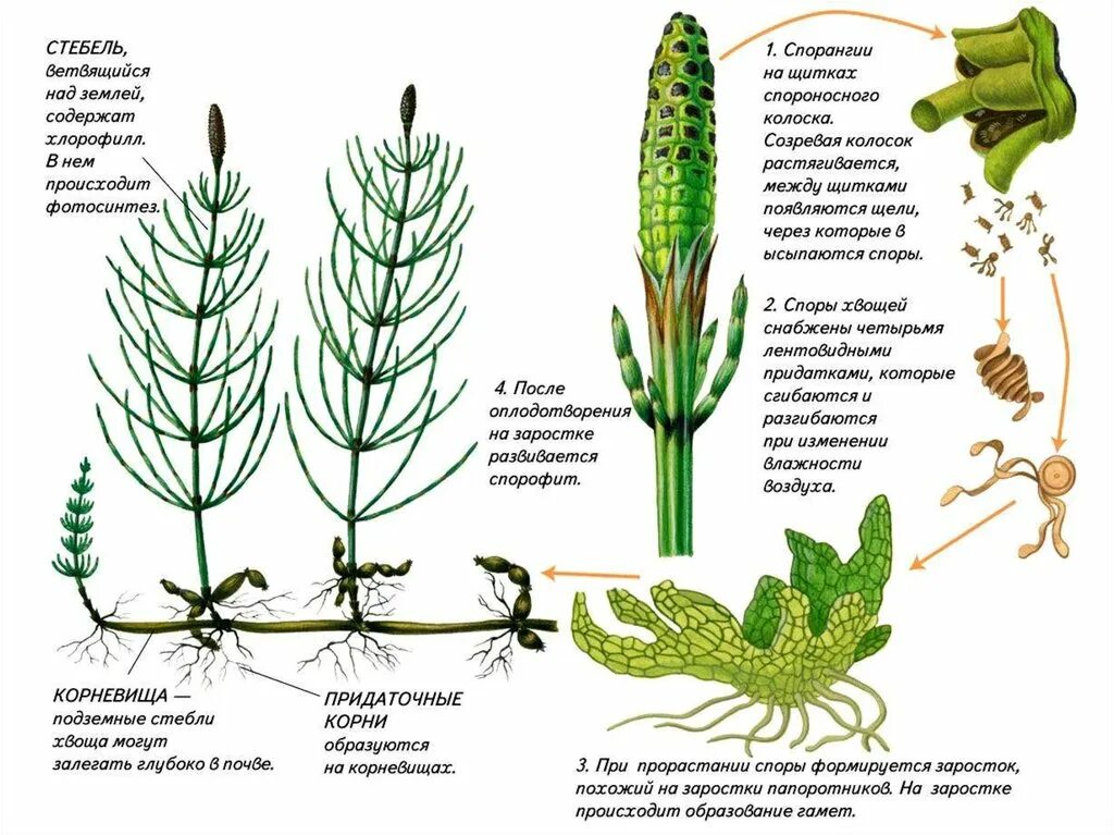 Плауны егэ. Цикл развития плауна и хвоща. Спорангий у хвоща. Цикл развития хвоща схема. Строение спорофита хвоща полевого.