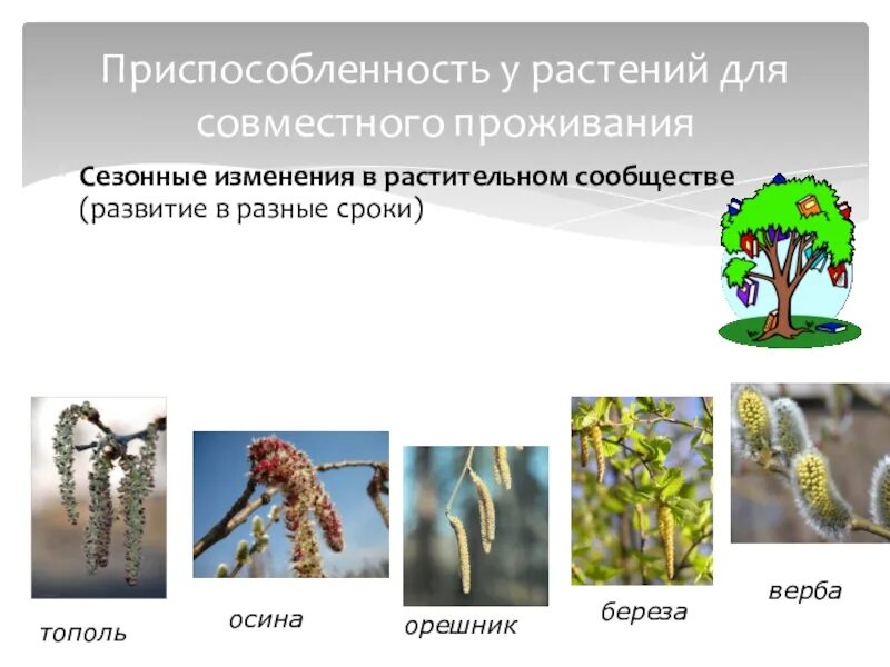 Сезонные изменения растений. Сезонные приспособления растений. Приспособленность растений. Сезонные изменения растений и животных. Доклад по биологии сезонные изменения