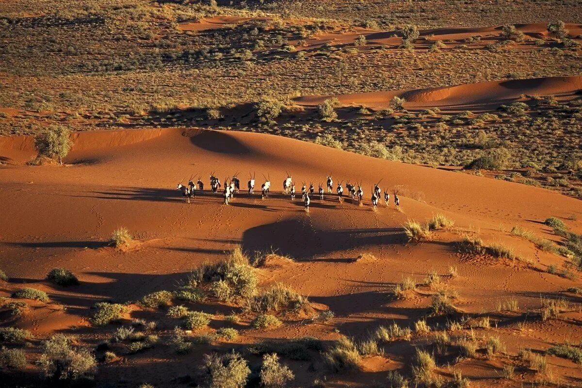 Самые большие 10 пустыни в мире. Пустыня Калахари ЮАР. Намибия пустыня Калахари. Ботсвана пустыня Калахари. Национальный парк Сентрал Калахари в Африке.