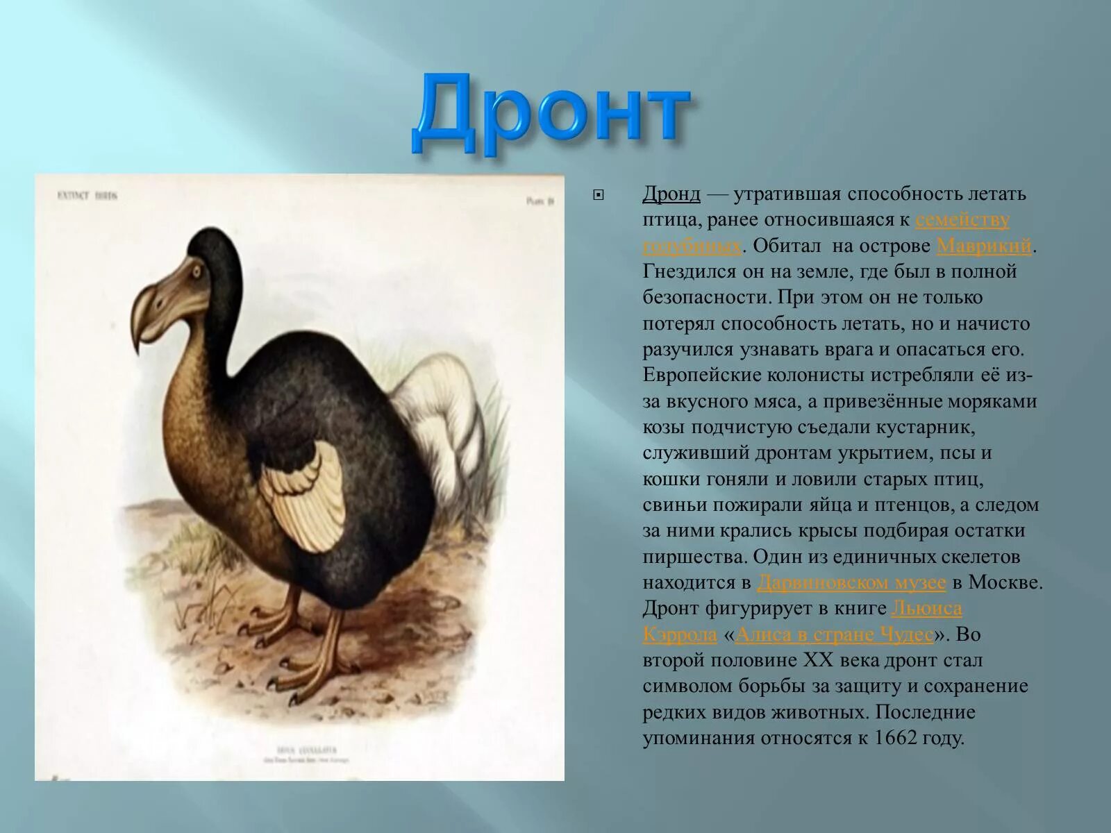 Почему вымерли додо