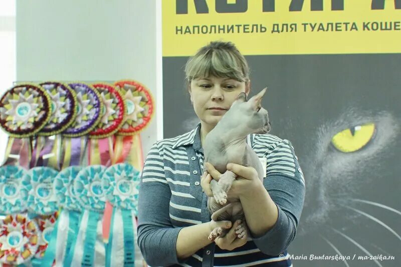 выставка кошек бийск созвездие