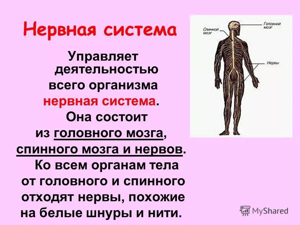 опорная система человека 3 класс. сообщение на тему организм. нервная система человека функции 3 класс. сообщение на тему организм. организм человека 3 класс нервная система.