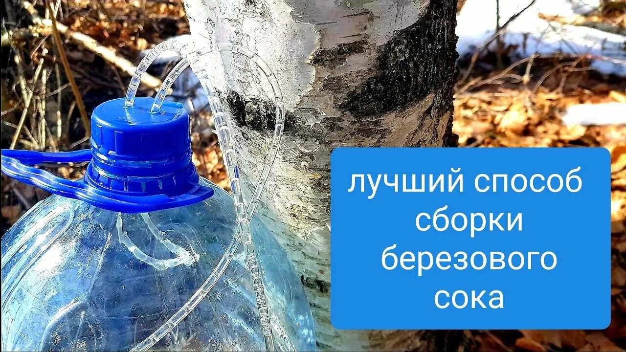 Березовый сок через капельницу собирать. Способы сборки березового сока. приспособление для добычи березового сока. средство для сбора березового сока. лайфхаки для сбора березового сока.
