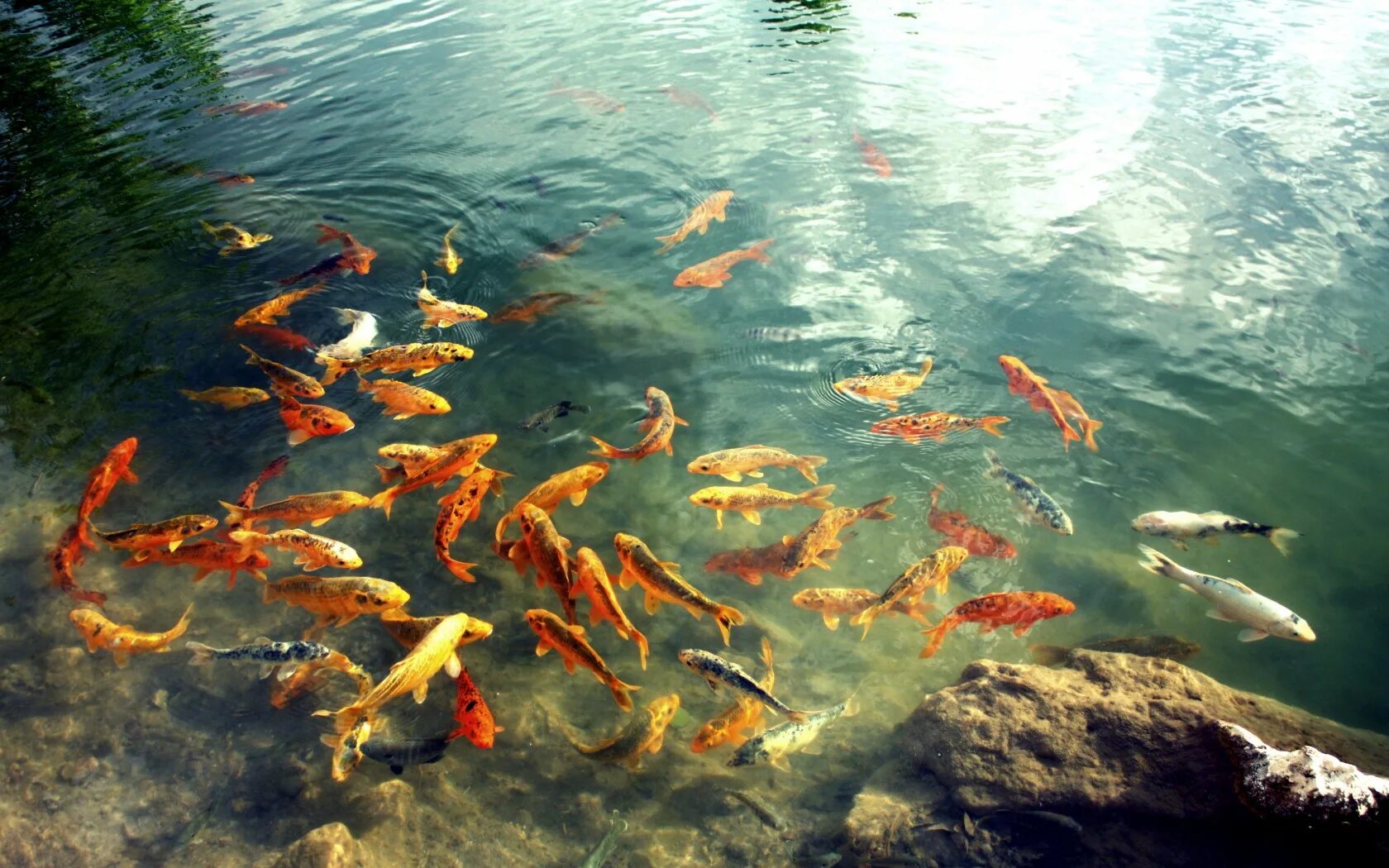 Какие рыбы плавают на поверхности. Карп кои рыбоводство. Карп в озере. Рыбы в Озерах. Рыбки в пруду.