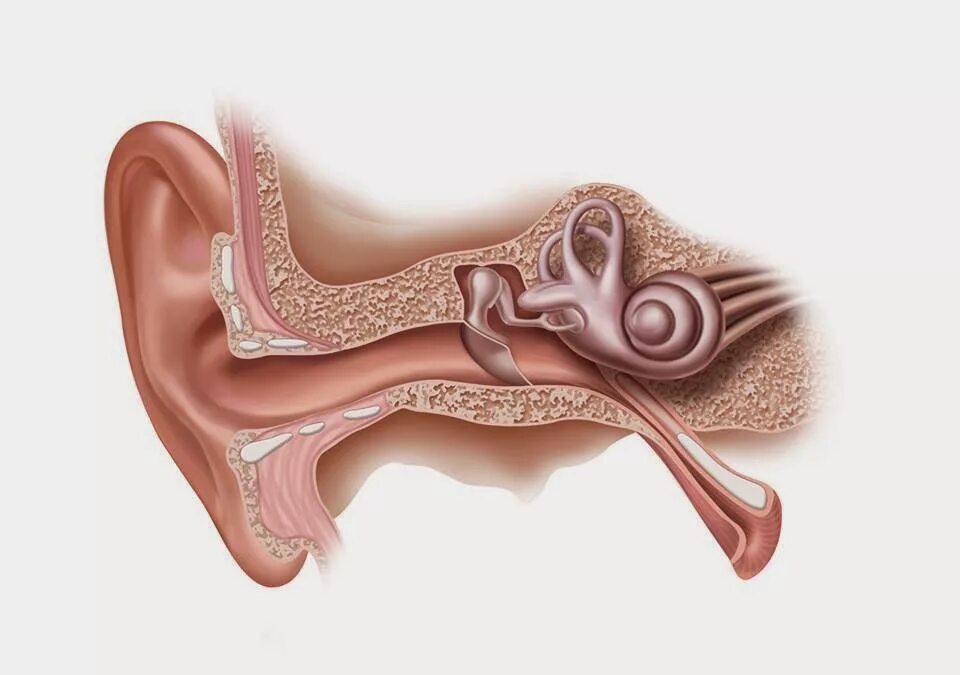 Кондуктивная тугоухость. Кондуктивная и нейросенсорная тугоухость. Нейросенсорная тугоухость это уха что. Кондуктивная тугоухость отит. Слуховой аппарат внутреннего уха