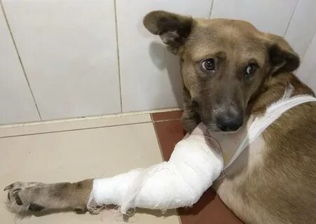 Подставил собаку