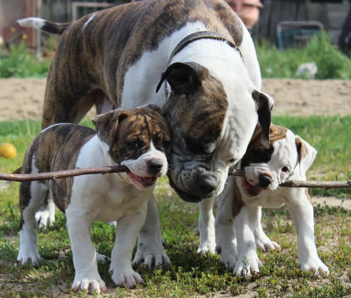 21 dogs