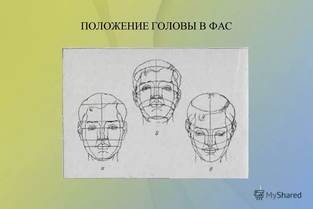 Положение затылка. Голова человека рисунок. Рисование головы человека. Положение головы. Строение головы человека рисунок.