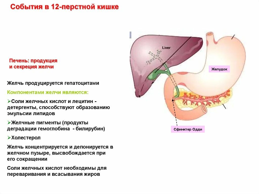 Как желчный пузырь влияет на печень. В 12 перстную кишку поступает желчь и. Секреция желчных кислот в печени. Поступление желчи в желчный пузырь, в 12-перстную кишку.. Желчный пузырь и 12 перстная кишка.