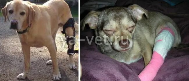 Шов после кастрации собаки. Пупочная грыжа у чихуахуа. Толстая собака чихуахуа. Лапы чихуахуа. Операция чихуахуа.