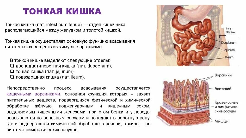 Тонкий кишечник тест. Тонкая кишка отделы строение функции. Строение и функции тонкого отдела кишечника. Отделы тонкой кишки анатомия человека. Тонкий отдел кишечника функции.