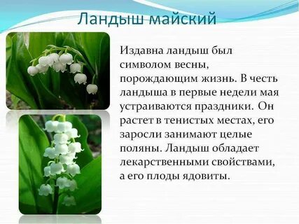 Текст о любом растении