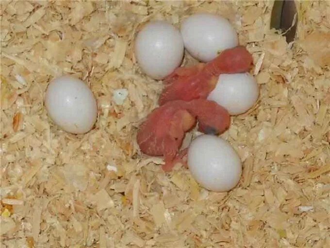 Волнистый попугай высиживает яйца