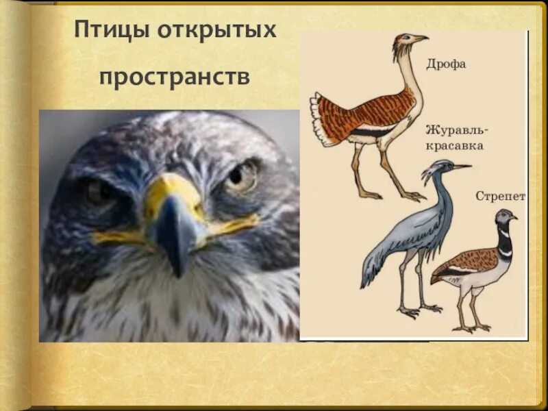 Образ жизни птиц открытых пространств. Птицы открытых пространств. Отряды птиц открытых пространств. Птицы открытых пространств представители. Птицы открытых воздушных пространств.