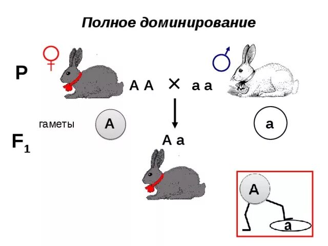 Суть полного доминирования. Полное доминирование генетика. Полное доминирование и неполное схема. Примеры полного доминирования генетика. Полное и неполное доминирование примеры.